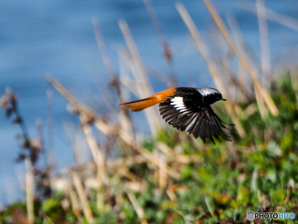 クリーク周辺の野鳥４