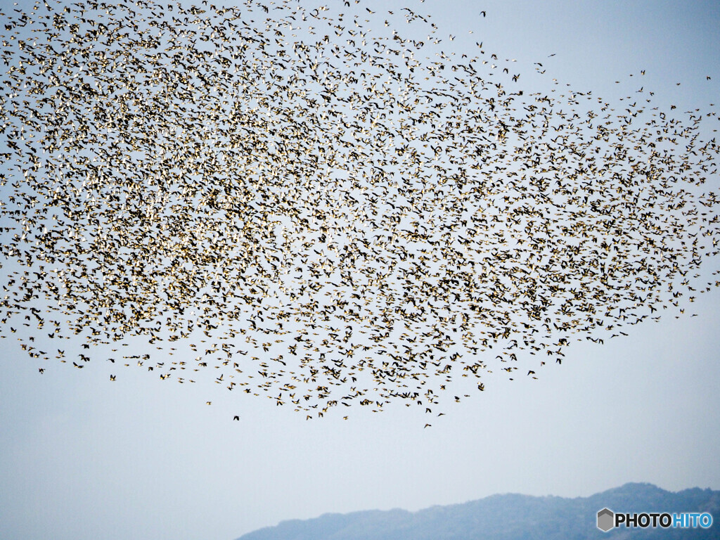 新春のクリークにアトリの舞