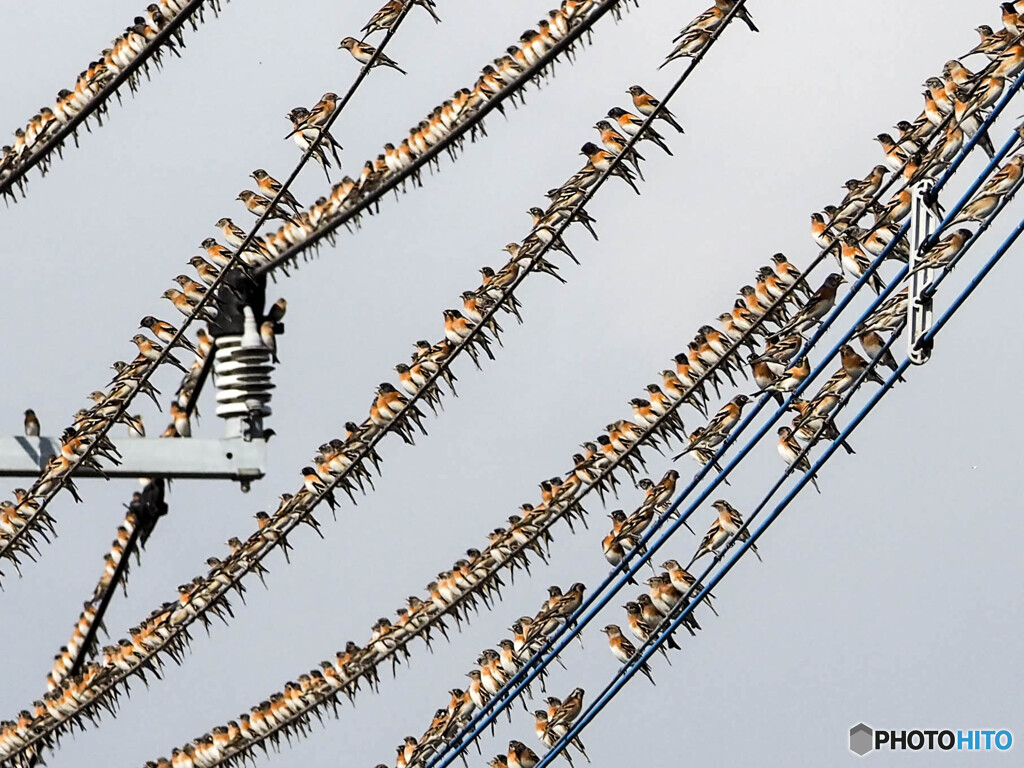 見事な整列の休息
