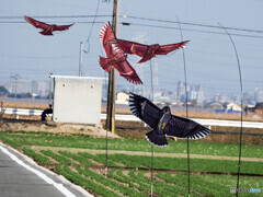 クリーク周辺の野鳥番外編