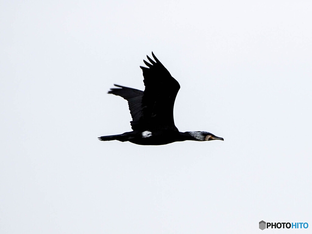 クリーク周辺の野鳥６