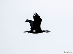 クリーク周辺の野鳥６