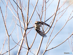 クリーク周辺の野鳥３