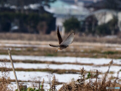 雪原をチョウゲンボウ飛ぶ03