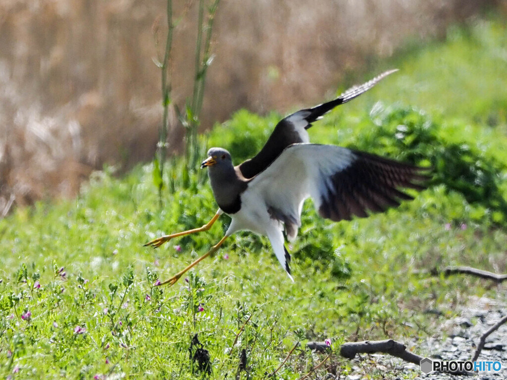 ケリー恋の季節