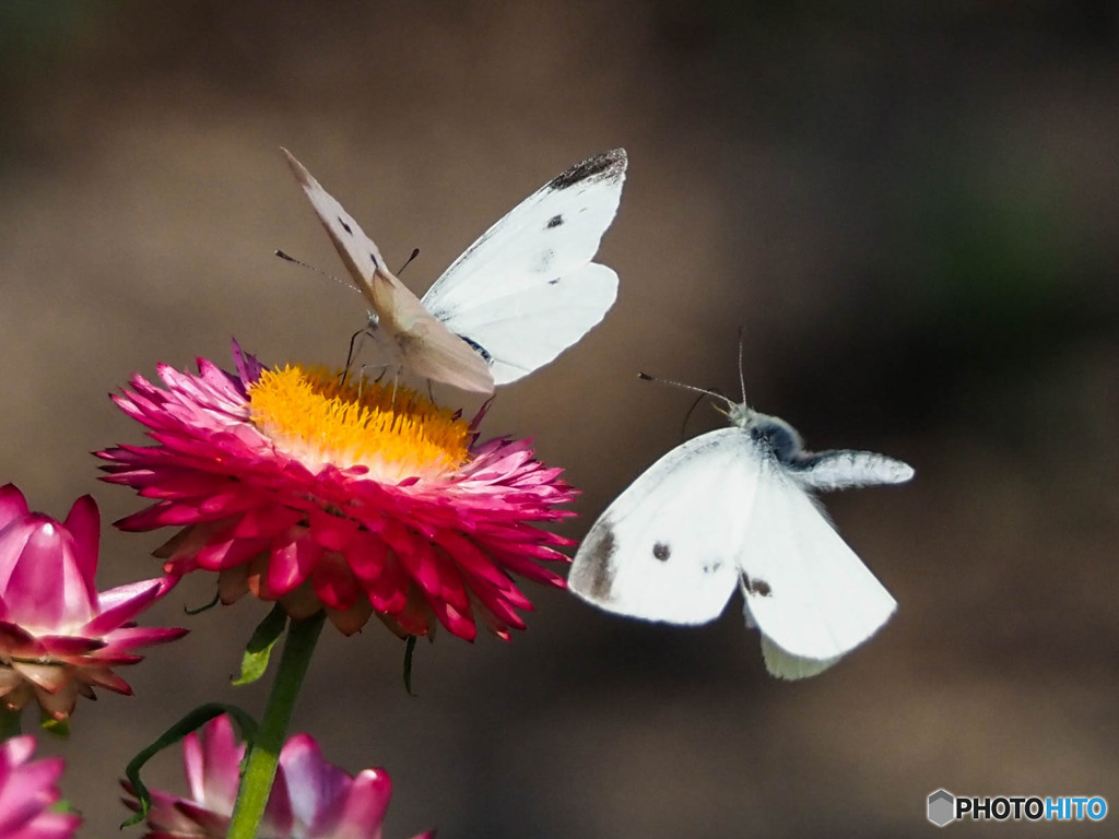 モンシロチョウ恋のバトル３