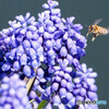 ムスカリ蜜見つけた２
