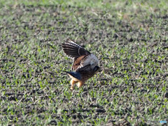 チョウゲンボウ狩に出動2