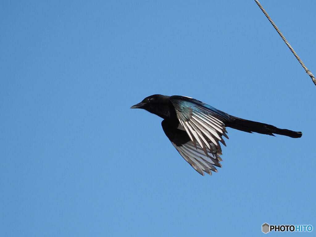 カササギ青空に飛ぶ