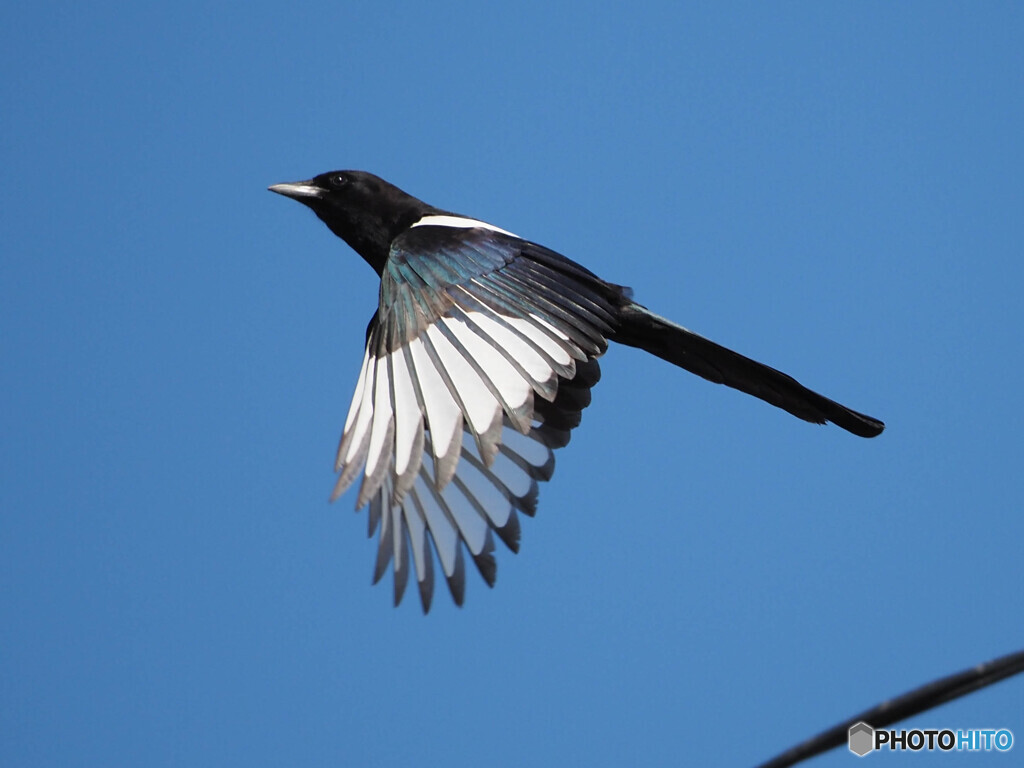 カササギ青空に飛ぶ２ by mt-kotetu （ID：10157223） - 写真共有