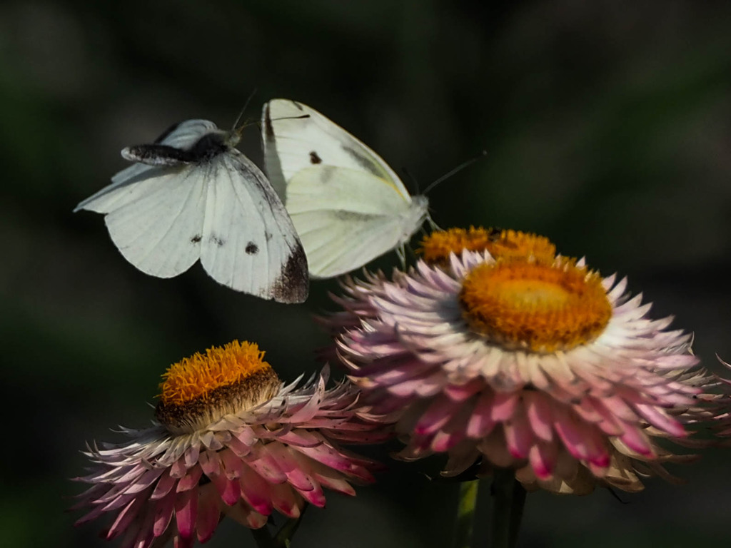 モンシロチョウ恋のバトル４