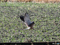 チョウゲンボウ狩に出動3