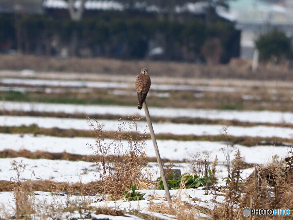 雪原をチョウゲンボウ飛ぶ