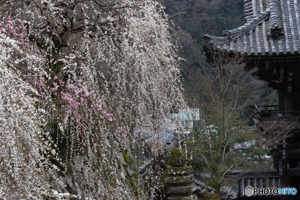 長谷の早春