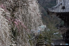 長谷の早春