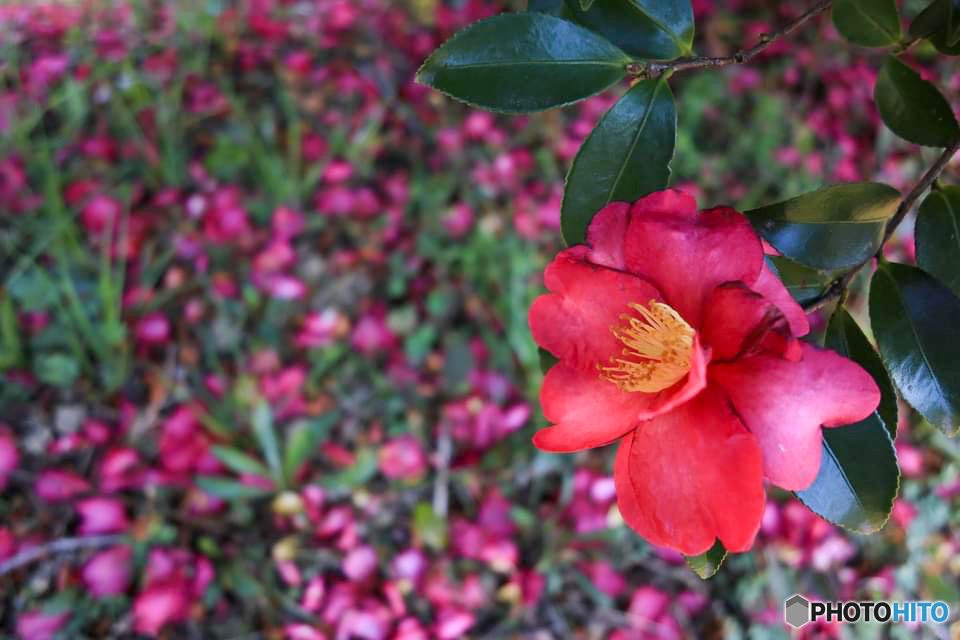 花弁の絨毯