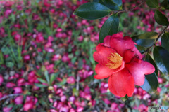 花弁の絨毯