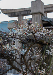 鳥居の下で