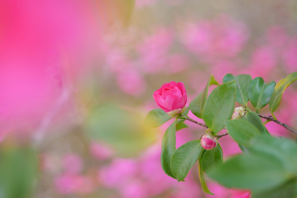 山茶花