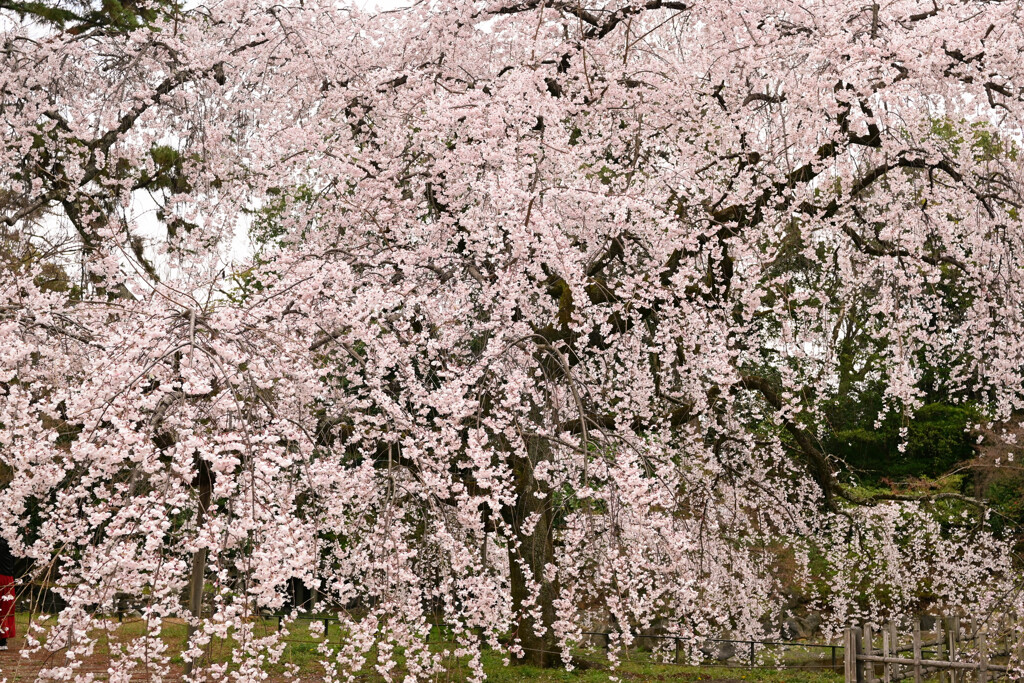 京都御苑