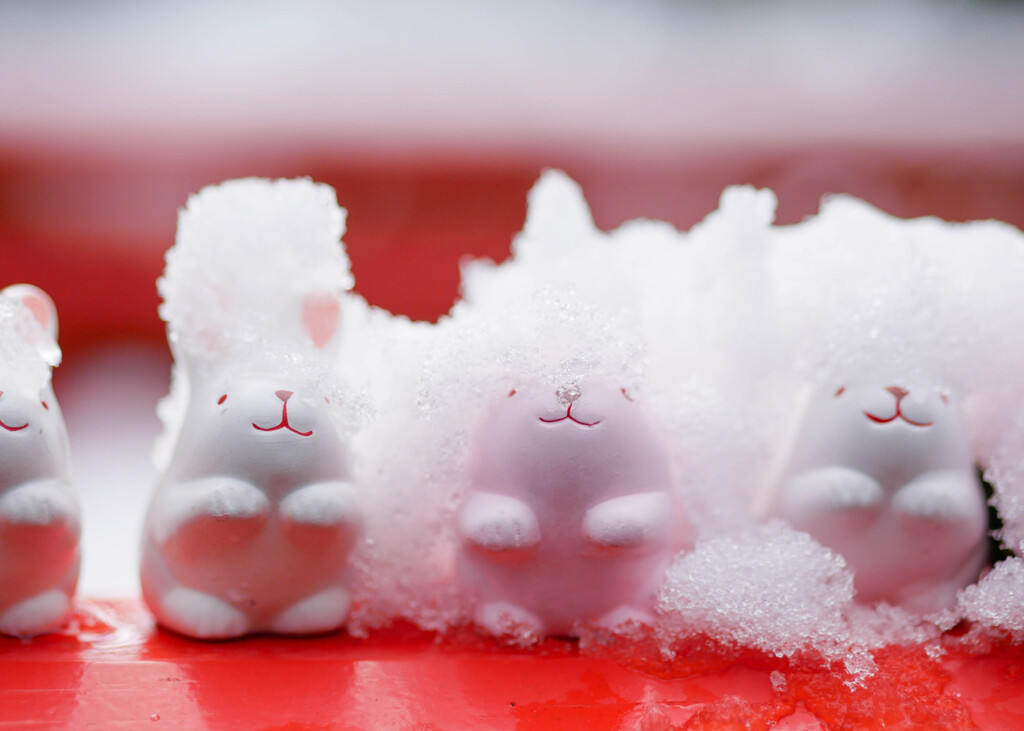 雪うさぎ