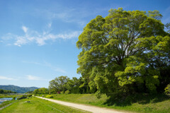 散歩道