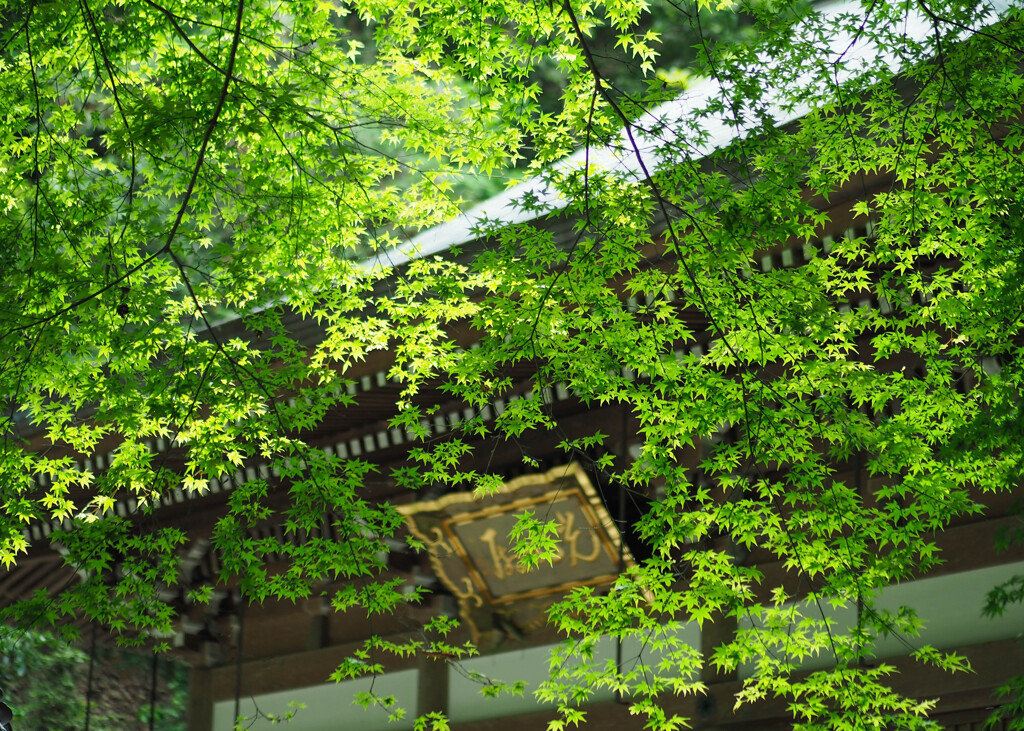 狸谷山不動院