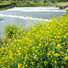 春の加茂川