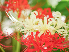 彼岸花 彼岸花