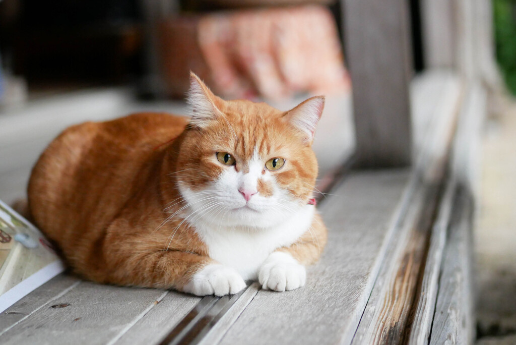 縁側の猫ちゃん