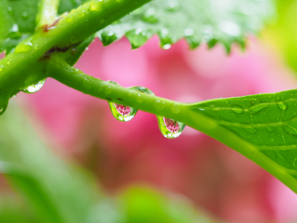 雨の季節に