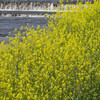 加茂川の菜の花