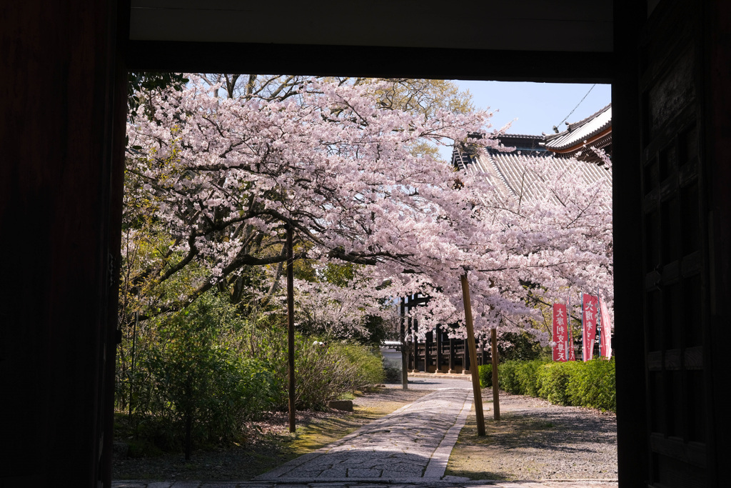 山門と桜