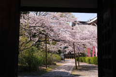 山門と桜