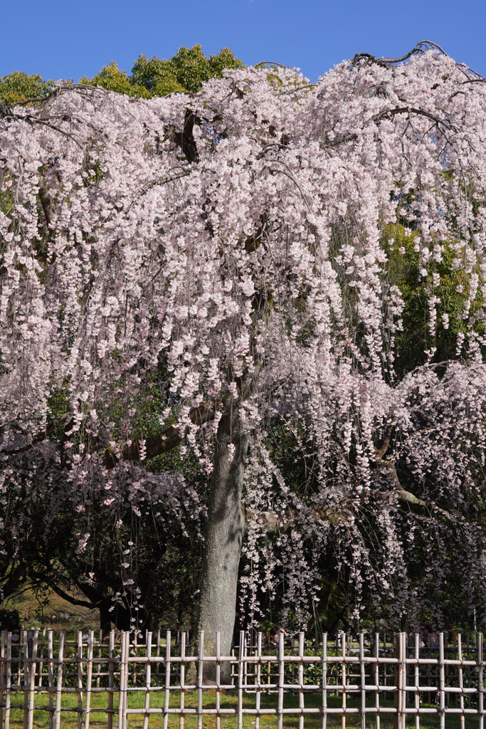 出水の桜