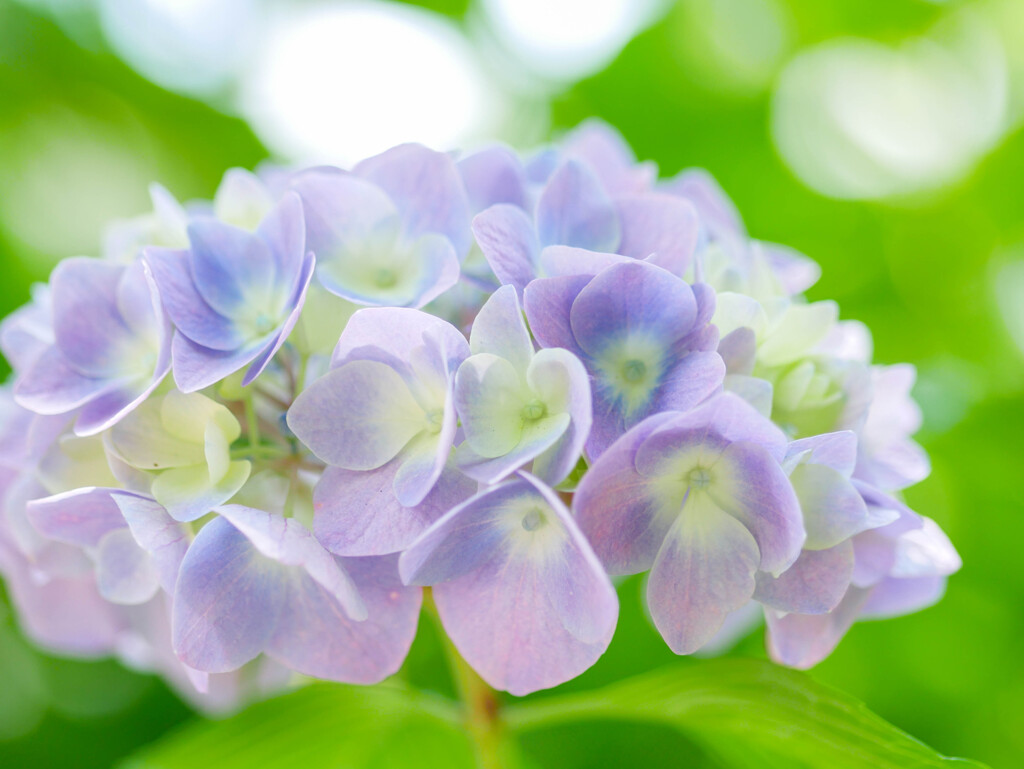 紫陽花