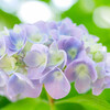 紫陽花