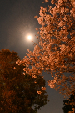 夜桜