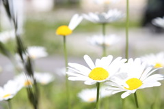 花の匂い