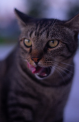ねこ