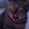 ねこ
