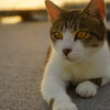 neko