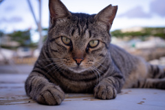 猫