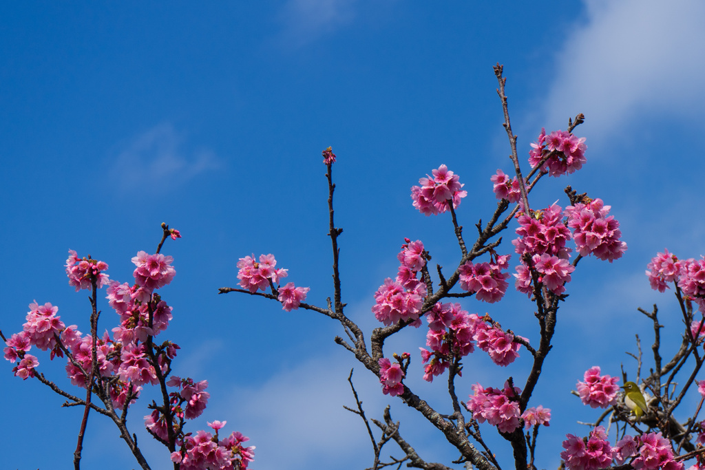 桜