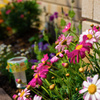 Gardening Flowers