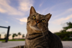 猫