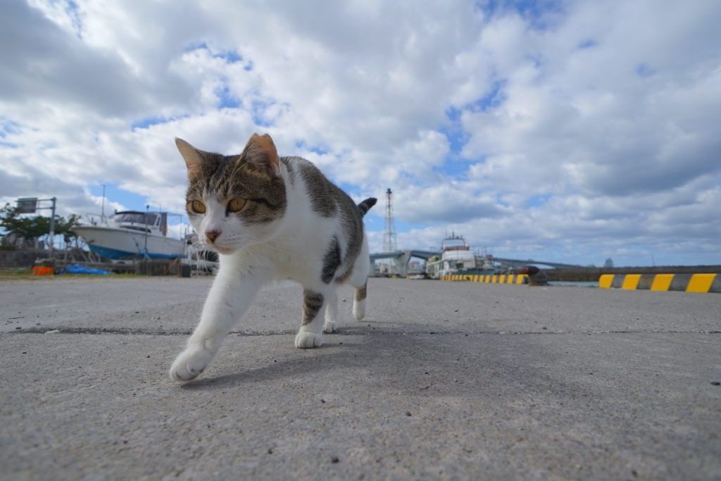 空と雲と猫