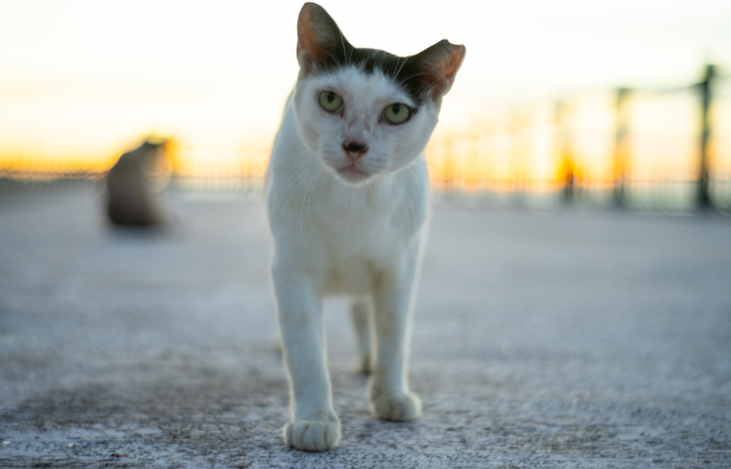 ねこ
