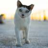 ねこ