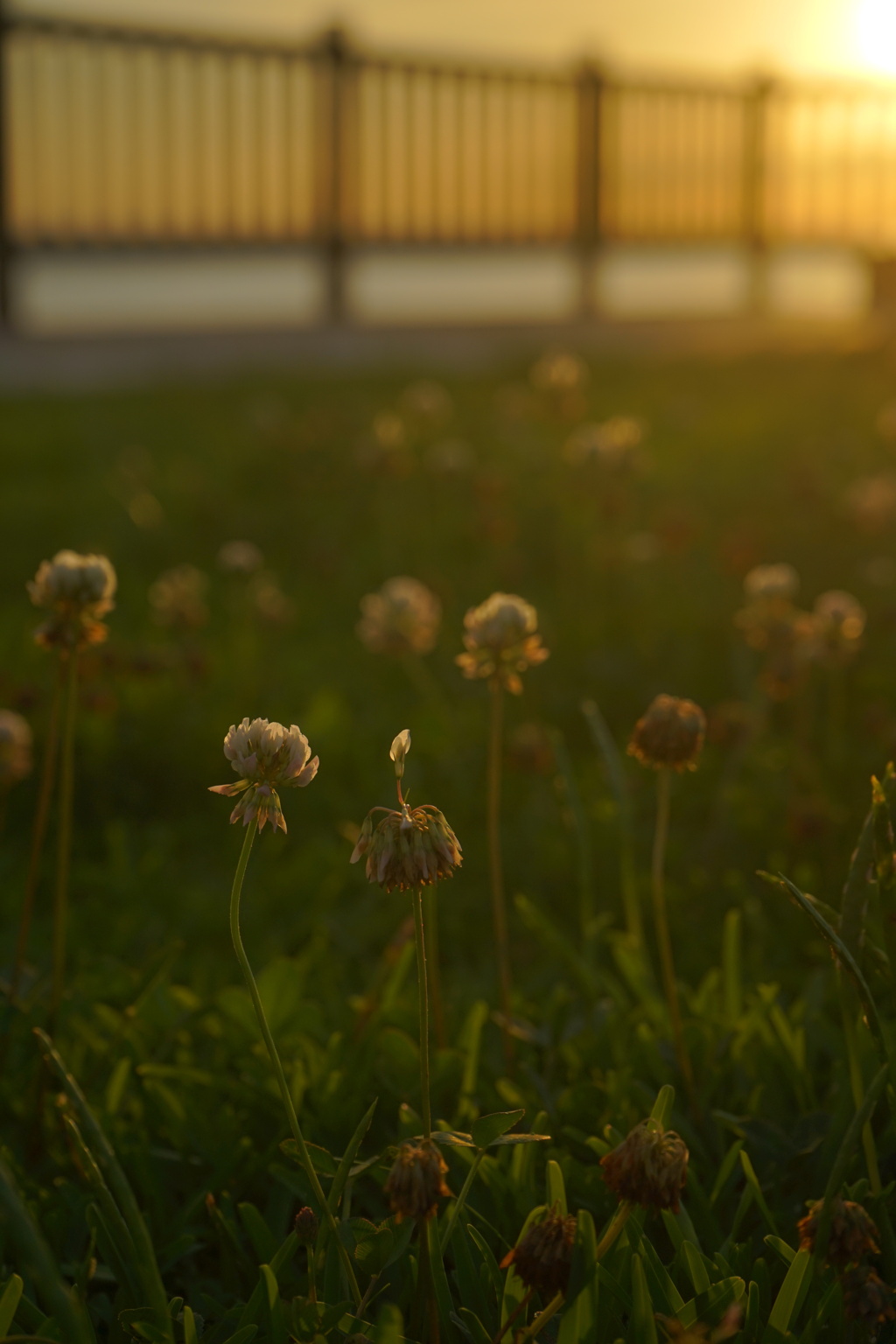 なんの花？